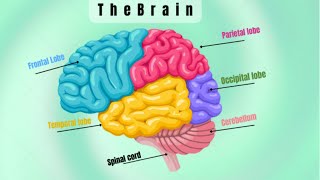 What are the 6 main functions of the brain [upl. by Engelbert]