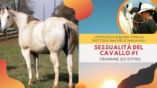 Sessualità nei cavalli 1 lestro delle femmine  Equindi Parliamone  Etologia Equina Malavasi [upl. by Anthia492]