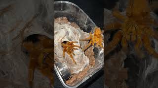 He just JUMPED 😱😭 arachnids spider tarantula spiders insects nature tarantulas wildlife [upl. by Ahsea]