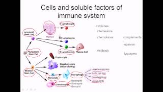 Immunology Basic concept part1overview of immune system Bangla [upl. by Haveman]