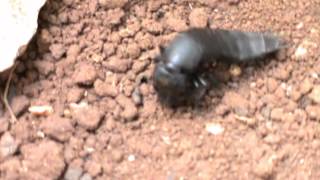 Ocypus olens VS Armadillium vulgare [upl. by Ashling]