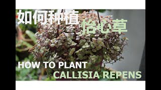 如何种植怡心草 How To Plant Callisia Repens [upl. by Cohn]