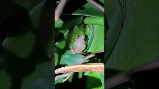 Tamuri Borikẽ KokÍ Coquí en pleno canto KokÍ Coquí frog singing [upl. by Egarton]