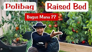 Adu subur  POLIBAG VS RAISED BED [upl. by Ocsic14]