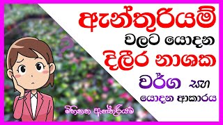 Anthurium wagawa ඇන්තුරියම් වගාව Anthurium cultivation  මිහිකත ඇන්තුරියම් [upl. by Dera]