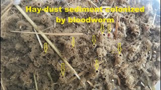 Bloodworm grown in a haydust for my fish [upl. by Katine]