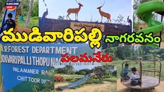 MUDIVARI PALLI THOPU  PALAMANER  A P FOREST DP  NAGARAVANAM [upl. by Malkin]