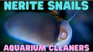 Nerite Snail  Aquarium Cleaners [upl. by Anelaf]