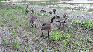 Canada Goose Goslings [upl. by Nagard]