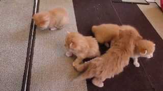 6 Ginger Kittens Learning to Walk SO cute [upl. by Kaltman]