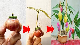 NEW TECHNIQUE use onion as a stimulant and make mango seedlings germinate very quickly [upl. by Adnofal]