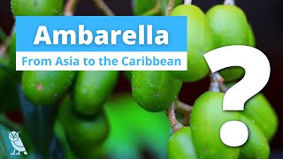 What is Ambarella  Fruits You Probably Never Heard Of  Ep 21 [upl. by Jessa459]