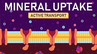 Plant Nutrition Mineral Absorption  Part 2 [upl. by Russian50]