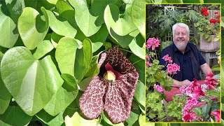 ARISTOLOCHE  UNE ÉTONNANTE GRIMPANTE AUX FLEURS FAUSSEMENT CARNIVORES Le Quotidien du Jardin N°225 [upl. by Nnylkcaj]