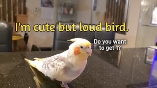 I can sing few songs and Im loud🤣😃 cockatiel [upl. by Htiduy]