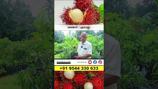 Rambutan N18 ₹300 amp Kalpathy Sapota Fruit ₹400 exotic [upl. by Yetti]