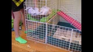 Cleanin Da Piggie Cage w Musico [upl. by Okechuku]