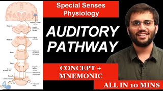 Auditory Pathway  Physiology  Special Senses Physiology  Mnemonic amp Mechanism of Hearing [upl. by Publias]