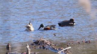 540 Gadwall smitten with Shoveler in NPSP [upl. by Faxen224]