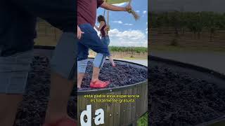 Pisada de uvas 🍇 viñedos la redonda Queretaro viñedos queretaro queretaromexico [upl. by Nodyl33]