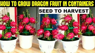 How To Grow Dragon Fruit  FULL INFORMATION [upl. by Espy521]