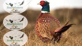 South Dakota Pheasant Hunting  Gregory SD  Oct 2017 [upl. by Primrose]