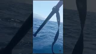 Kayaker Fights Off Hammerhead Shark With His Paddle [upl. by Nayrda915]