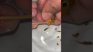 Mother fish giving birth to 2 baby fish 🐬🥰 물고기 魚 fish fishing [upl. by Hermia]