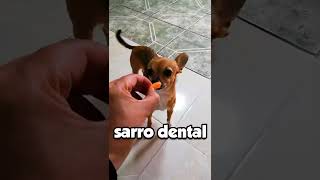 Beneficios de las zanahorias en perros chihuahua shorts [upl. by Swayne118]