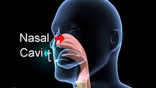 Biology  3D animation  Human Respiratory System Overview  English [upl. by Normac]