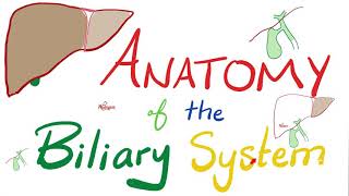 Anatomy of The Biliary System  RadTechBharat [upl. by Haissi714]