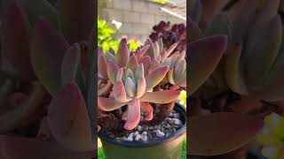 Dudleya Farinosa cluster old trunk plants garden bonsai aeonium gardening succulent shorts [upl. by Yeldahc]