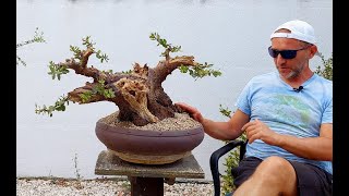 Bonsai Evergreen Quercus Ilex 2 Step 1 Day2 [upl. by Ettenrahc311]