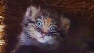 Pallass cat kitten fiesty one you are [upl. by Olegnaleahcim271]