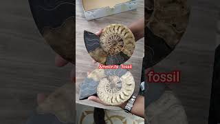 Ammonite fossil ammonites paleontology geology rocks nature geologypage collection wow omg [upl. by Sikras259]