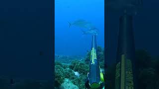 SHOOT the Black Trevally Caranx lugubris 🐟🔱  Spearfishing fish spearfishing bigfish ocean [upl. by Leesa]