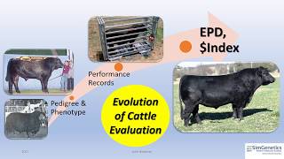 Introduction to Expected Progeny Differences [upl. by Hares]