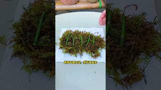 regrowing orchid stems fasting growing rooting [upl. by Lally744]