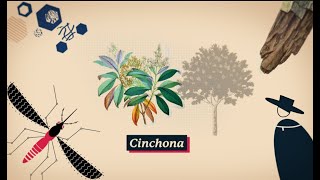 Cinchona The Tree that shaped Empires [upl. by Murry]