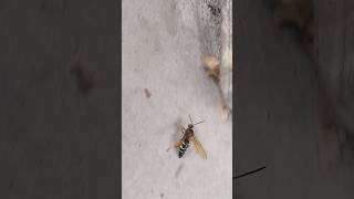 Cicada Killer Sugar High Sphecius speciosus nature bug [upl. by Elatia]