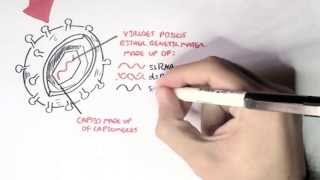 Microbiology  Viruses Structure Types and Bacteriophage Replication [upl. by Notnilk24]