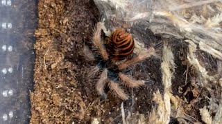 Green bottle blue tarantula sling rehouse and feeding clips Chromatopelma cyaneopubescens [upl. by Katya920]