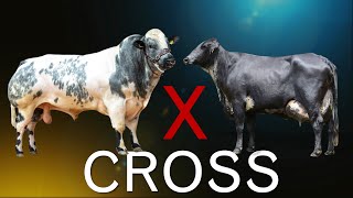 14 Worlds Largest Cattle Crossbreeds [upl. by Nord651]