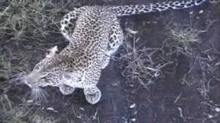 Africam Sights and Sounds [upl. by Guthry]