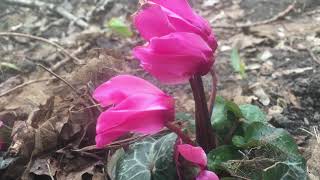 Perzische cyclaam Cyclamen persicum  20190413 [upl. by Ytirahc]