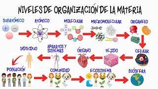 🌎NIVELES DE ORGANIZACIÓN DE LA MATERIA🌿  BIOLOGÍA [upl. by Olegnaed]