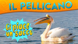 Il Pellicano ci piace un sacco ► Puntata 104 [upl. by Arba535]