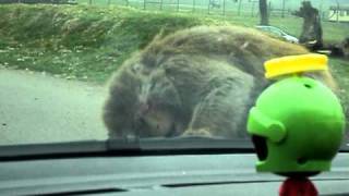 Monkey destroying our car at Longleat [upl. by Ashia40]