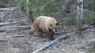 Blonde Bear Hunting Alberta Canada With Garrett Brothers Outfitting [upl. by Nytsirt]