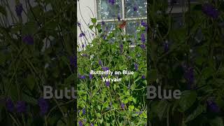 South Florida Garden  Butterfly on Blue Vervain Plant yagirllala florida gardening [upl. by Siroved]